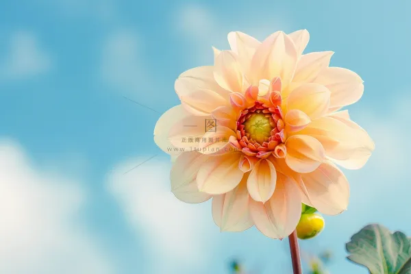 白粉鲜花花朵春夏摄影图