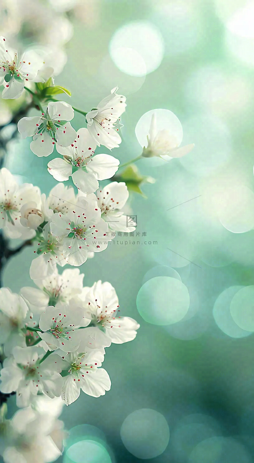 春天清新白色樱花浪漫花瓣枝叶，立春摄影图