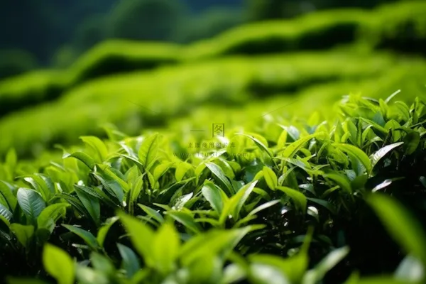 茶叶种植园摄影图