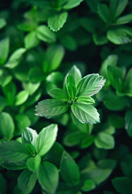 绿色新鲜茶叶绿叶摄影图