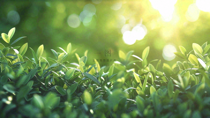 阳光下的植物绿叶立春春分摄影图