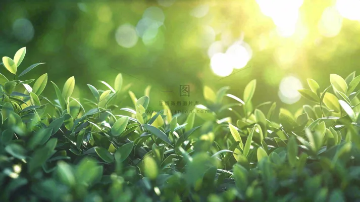 阳光下的植物绿叶立春春分摄影图