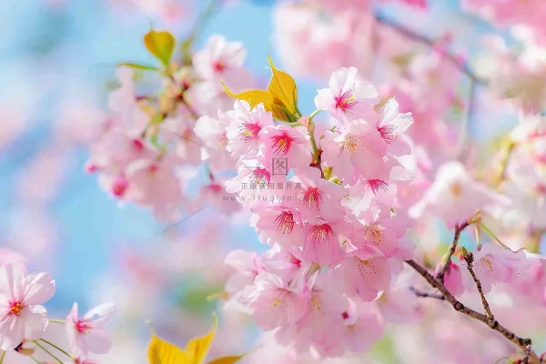 春天粉色樱花唯美风景春分立春惊蛰摄影图 春天粉色樱花唯美风景春分立春惊蛰摄影图