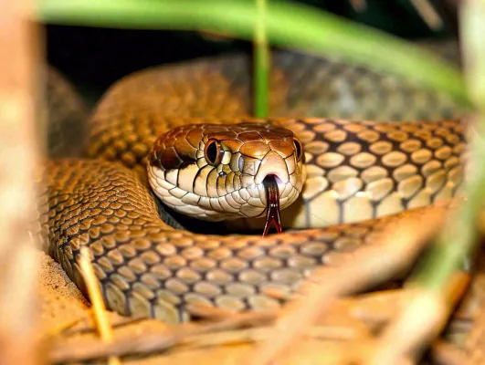 蛇陆地爬行动物摄影图