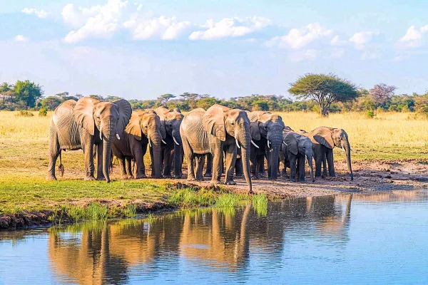 非洲大草原大象象群野生动物保护动物摄影图