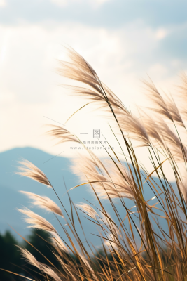 芦苇荡蓝天背景摄影图