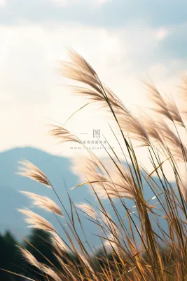 芦苇荡蓝天背景摄影图