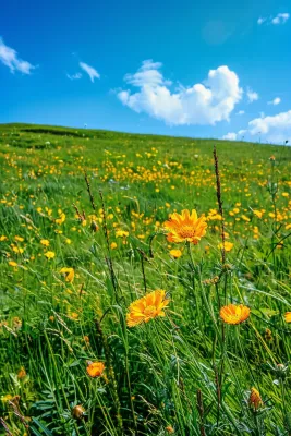 春天草原盛开的鲜花花朵花丛蓝天白云摄影图