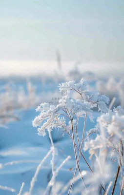 冬天白雪地里的芦苇植物小寒大寒寒露霜降摄影图