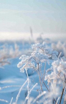 冬天白雪地里的芦苇植物小寒大寒寒露霜降摄影图 冬天白雪地里的芦苇植物小寒大寒寒露霜降摄影图