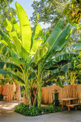 庭院里的芭蕉树热带植物摄影图 庭院里的芭蕉树热带植物摄影图
