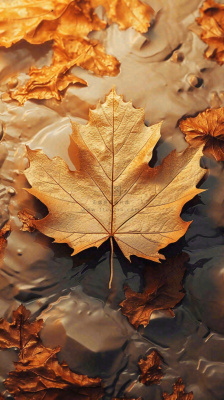 秋天黄色秋叶落叶雨天特写故事感,秋分立秋摄影图 秋天黄色秋叶落叶雨天特写故事感,秋分立秋摄影图