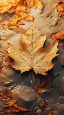 秋天黄色秋叶落叶雨天特写故事感,秋分立秋摄影图 秋天黄色秋叶落叶雨天特写故事感,秋分立秋摄影图