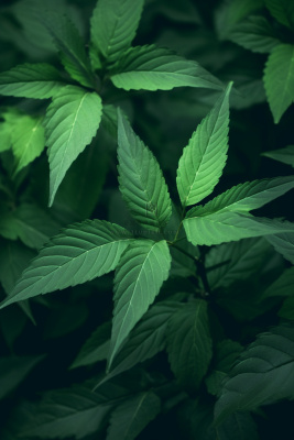 简约树叶清新绿色大气摄影背景 简约树叶清新绿色大气摄影背景