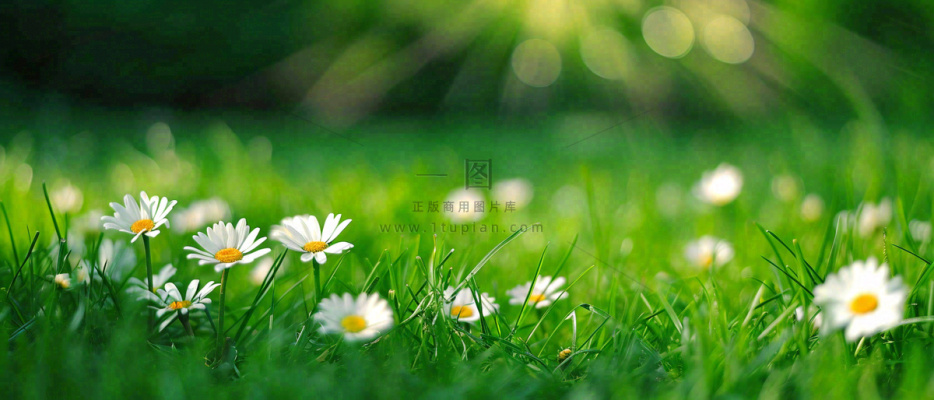 夏至夏天向阳菊花草地立夏小暑摄影图