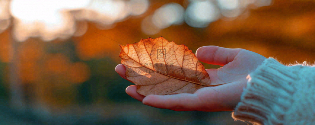 秋天手拿秋叶落日光照,温馨特写,立秋秋分摄影图 秋天手拿秋叶落日光照,温馨特写,立秋秋分摄影图