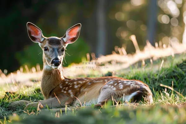 梅花鹿动物摄影图