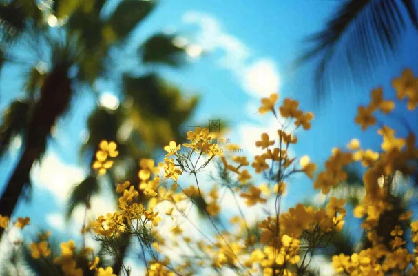 晴天阳光下的小黄花绿植摄影图 晴天阳光下的小黄花绿植摄影图