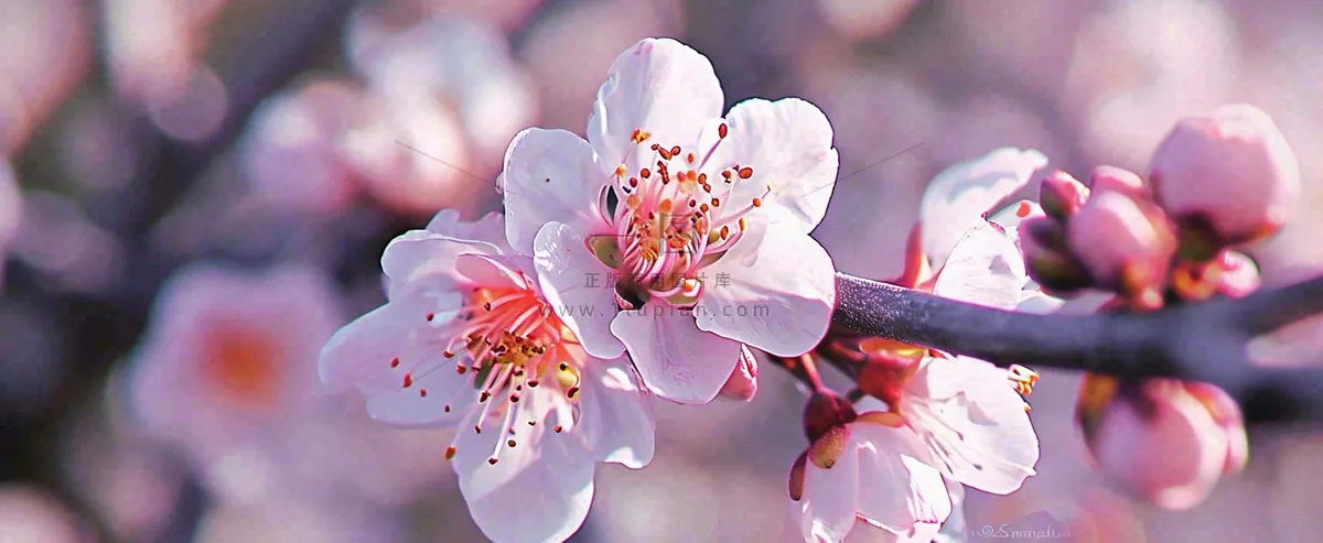 白色浪漫春季樱花花朵枝叶,立春惊蛰春分摄影图
