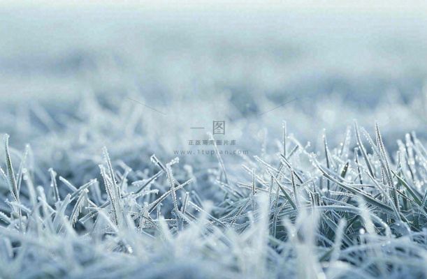 草地上绿叶雾凇泛白霜降摄影图 草地上绿叶雾凇泛白霜降摄影图