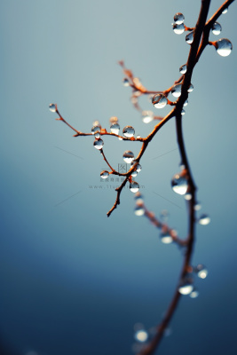 冰冷露珠树枝背景 冰冷露珠树枝背景