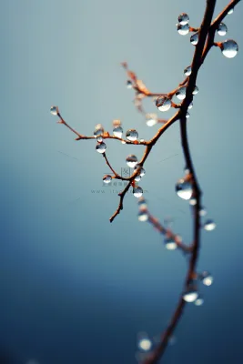 冰冷露珠树枝背景 冰冷露珠树枝背景