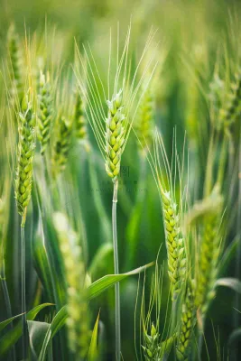 绿色小麦麦穗农田种植小满芒种摄影图