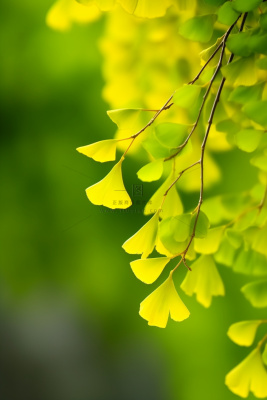 简约唯美银杏叶黄绿色背景 简约唯美银杏叶黄绿色背景