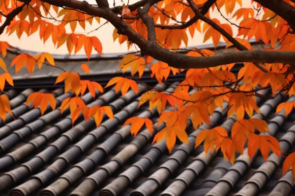 秋末雨过红枫叶苏州庭院风景摄影图