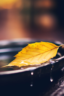 意境秋叶黄色水滴大气节气海报背景 意境秋叶黄色水滴大气节气海报背景