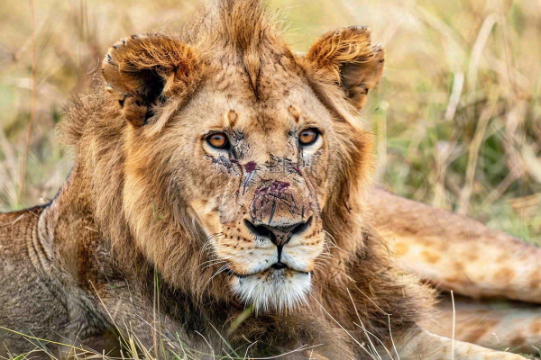 狮子动物非洲草原保护动物摄影图