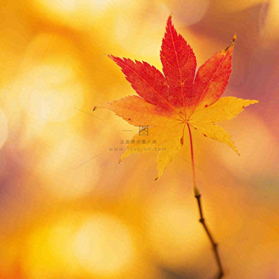 秋天秋意黄色落叶枫叶意境,秋分立秋摄影图 秋天秋意黄色落叶枫叶意境,秋分立秋摄影图