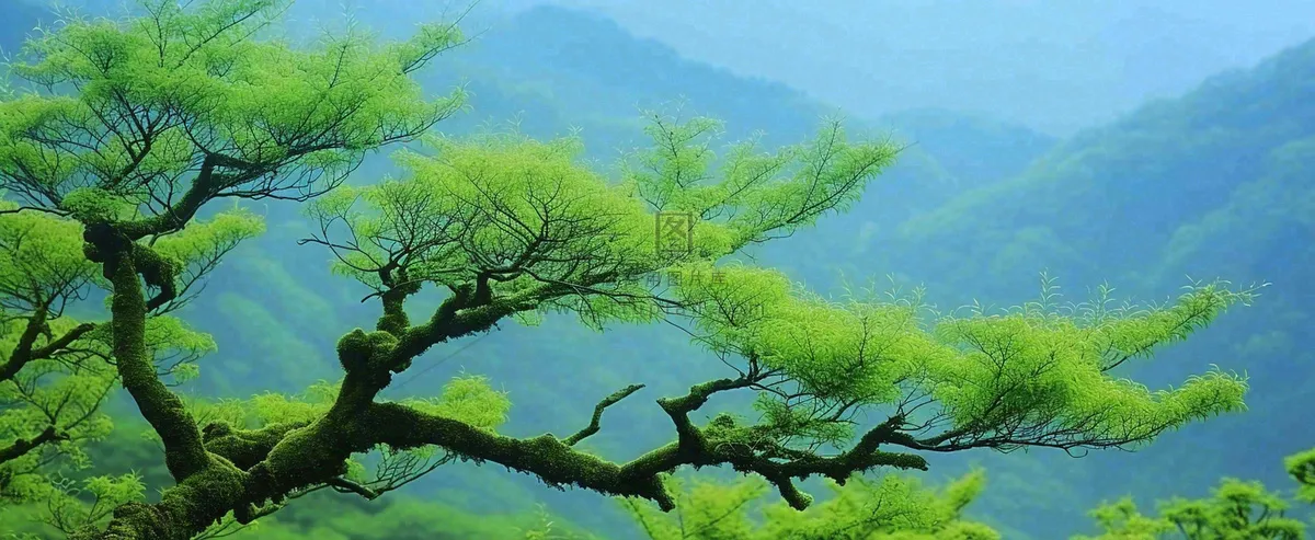 悬崖高山意境云层绿树树木特写