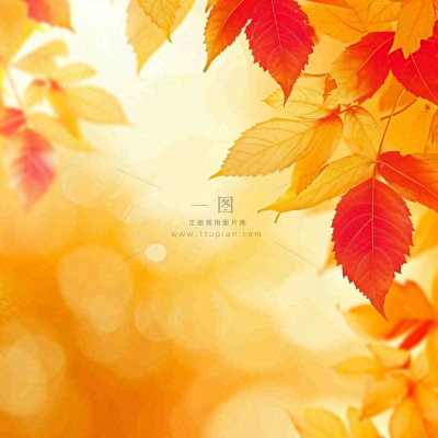 秋天秋意黄色落叶枫叶意境,秋分立秋摄影图 秋天秋意黄色落叶枫叶意境,秋分立秋摄影图