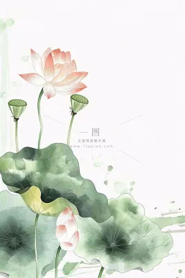 夏天荷花荷叶清凉小清新淡雅立夏夏至暑插画背景 夏天荷花荷叶清凉小清新淡雅立夏夏至暑插画背景