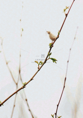 简约白底户外枝叶树枝,极简中国风,立冬摄影图 简约白底户外枝叶树枝,极简中国风,立冬摄影图