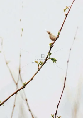 简约白底户外枝叶树枝,极简中国风,立冬摄影图 简约白底户外枝叶树枝,极简中国风,立冬摄影图