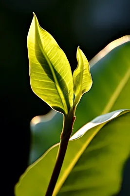 春天抽新芽嫩芽绿意摄影图