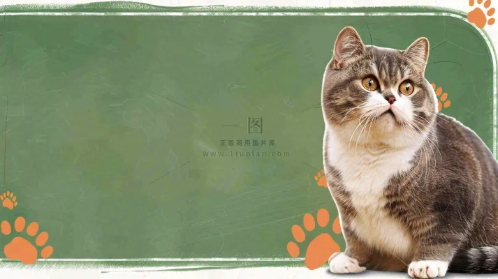 宠物常识宠物攻略猫狗卡通插画背景 宠物常识宠物攻略猫狗卡通插画背景