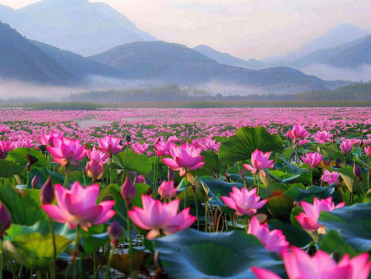 夏天粉色荷花莲花荷叶池塘摄影图