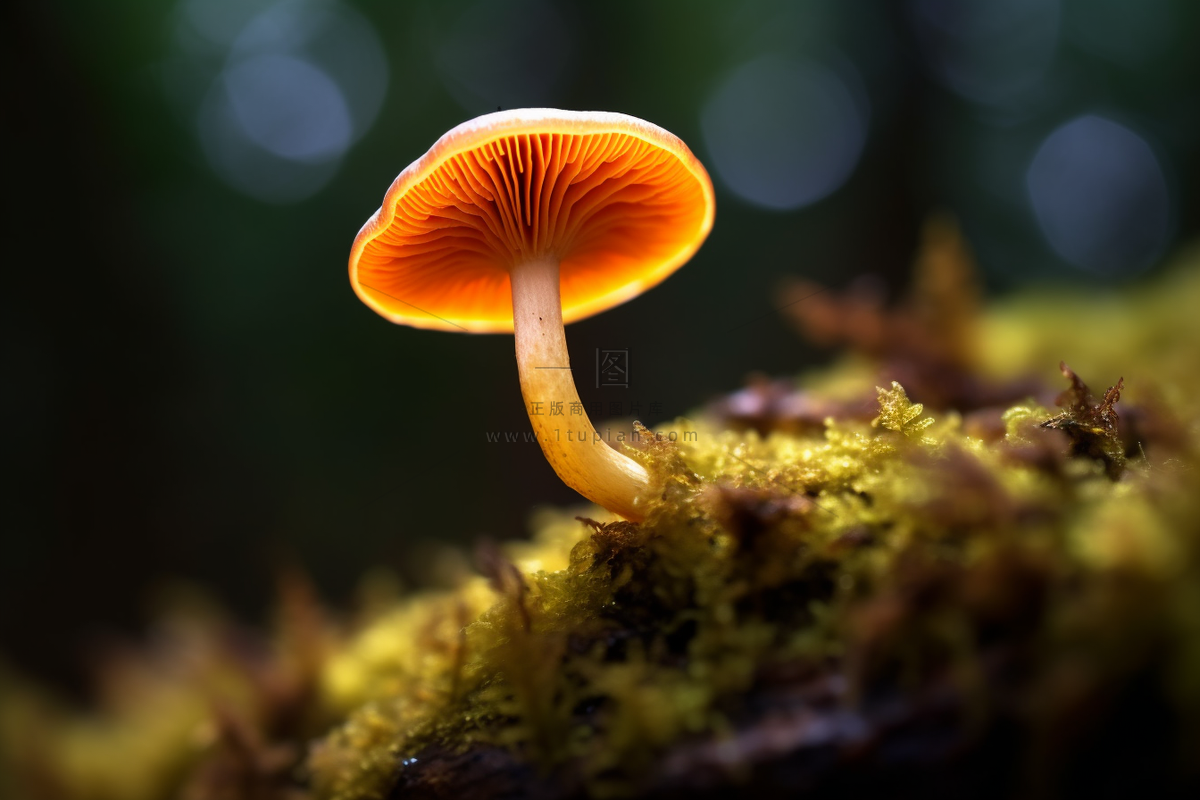 苔藓上生长着一个蘑菇细节特写摄影图