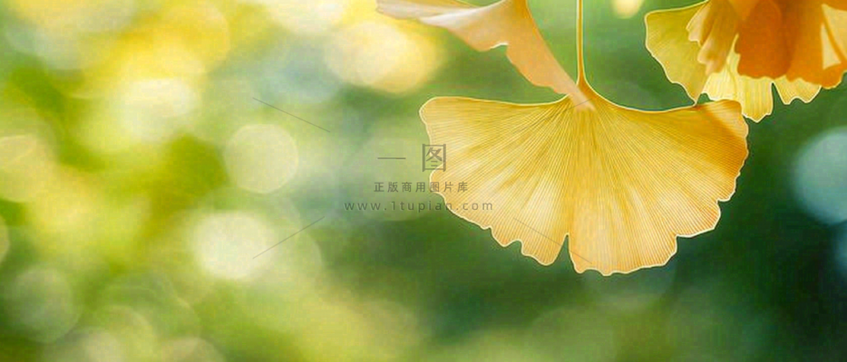 秋天美景银杏叶阳光唯美立秋摄影图