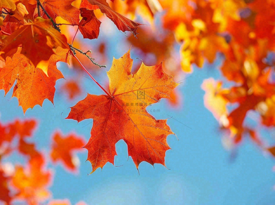 金秋红枫叶梧桐叶蓝天背景立秋秋分处暑摄影图 金秋红枫叶梧桐叶蓝天背景立秋秋分处暑摄影图