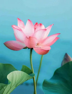 夏天池塘荷花荷叶蓝色唯美处暑大暑小暑摄影图 夏天池塘荷花荷叶蓝色唯美处暑大暑小暑摄影图