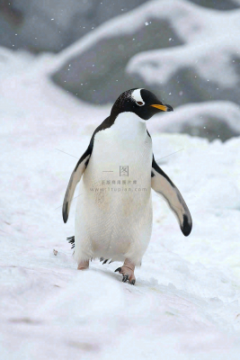冰雪天地的企鹅寒冷动物摄影图