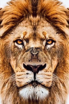 狮子雄狮头部特写保护动物摄影图