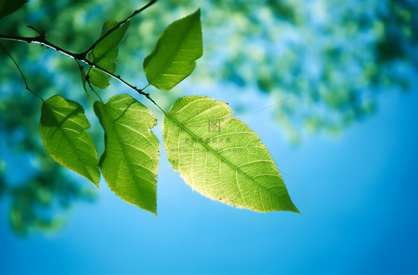 聚焦仰拍几篇树叶的摄影摄影图桌面壁纸