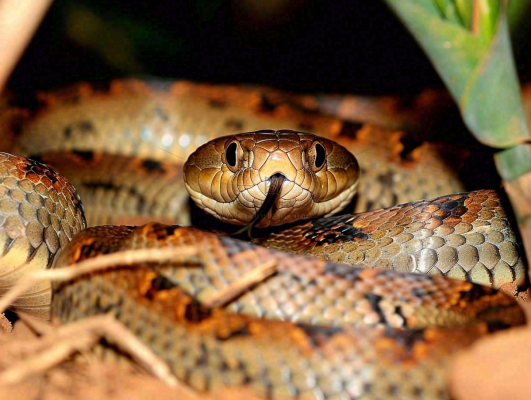 蛇陆地爬行动物摄影图