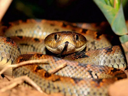 蛇陆地爬行动物摄影图