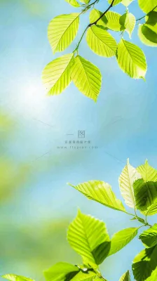 春天绿叶阳光小清新春分立夏摄影图 春天绿叶阳光小清新春分立夏摄影图